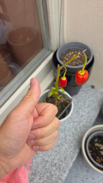 A thumbs-up next to a small balcony pepper plant.